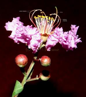  Flower (Lateral view)